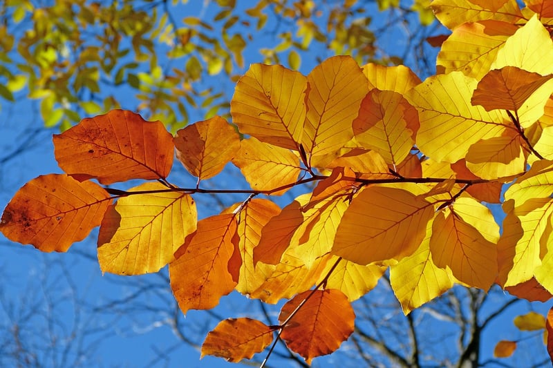 Autumn Leaves