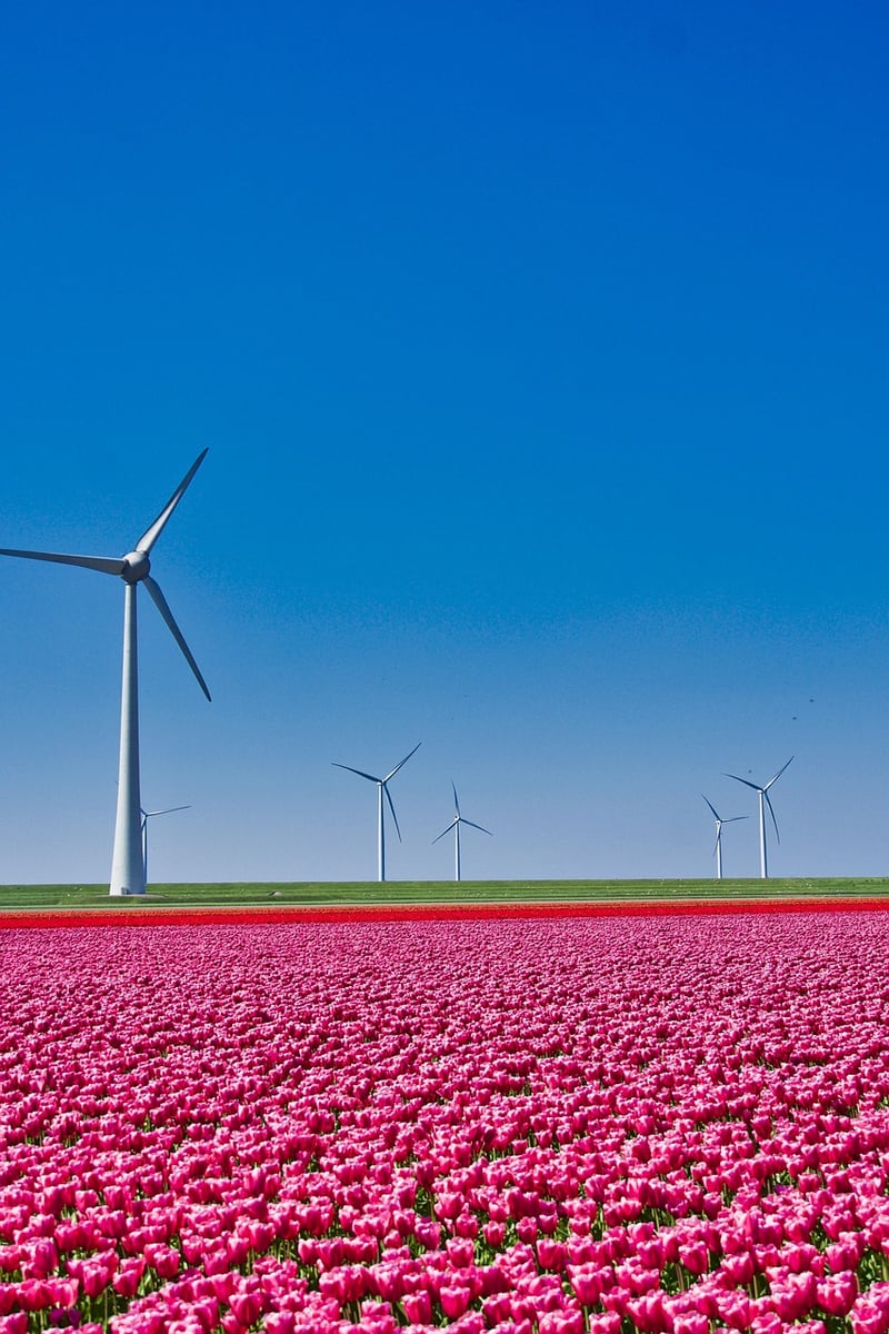 Netherlands Landscape