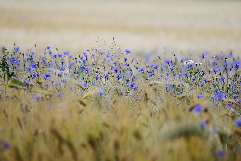 Summer Landscape